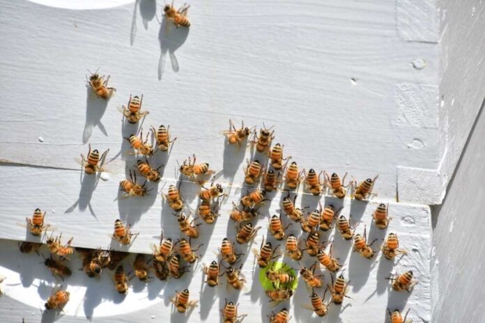 shutterstock_2173921911.jpg featured image Bees gathering on a white wooden surface