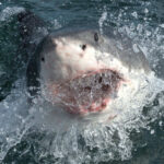 Shark emerging from water with open mouth.