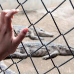 Hand touching fence with alligators in the background