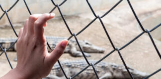 Hand touching fence with alligators in the background