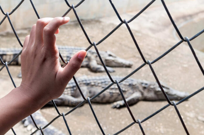 shutterstock_548484880.jpg featured image Hand touching fence with alligators in the background