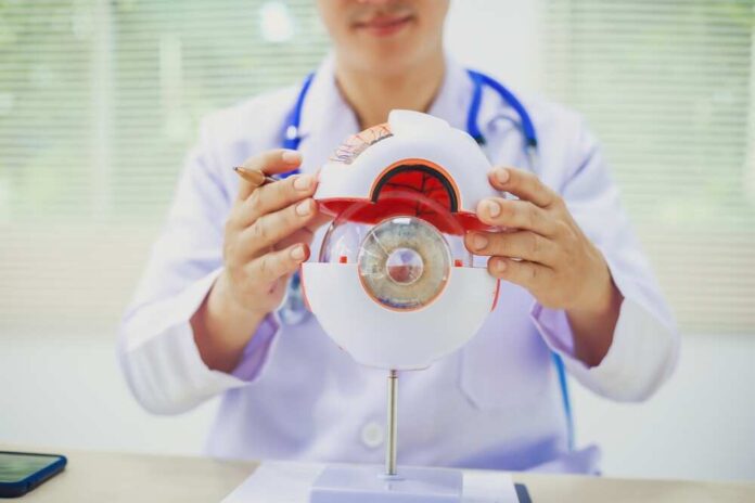 Doctor demonstrating eye anatomy using a model