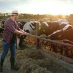 Farmer feeding cows in a sunny field.