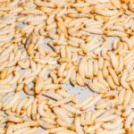 A close-up view of numerous white larvae on a surface