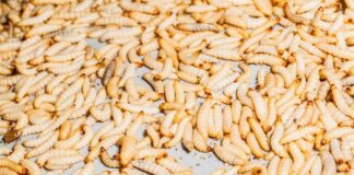 A close-up view of numerous white larvae on a surface