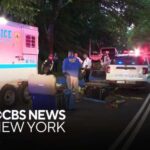 Central Park carriage horse killed by eating poisonous plant,