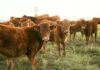 Burger Chain’s Grass-Fed Move Stuns Industry A group of brown cattle in a grassy field during sunset