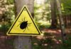 ER Flooded By Ticks?! Close-up of a tick on human skin