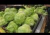 LATEST UPDATE: Taco Bell Lettuce Panic Spreads Iceberg lettuce recalled in 27 states as cyclospora outbreak investigation continues