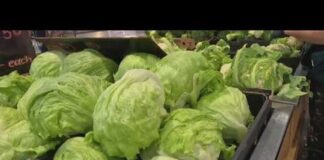 Iceberg lettuce recalled in 27 states as cyclospora outbreak investigation continues