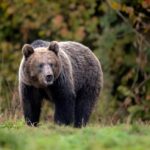 Brown Bear Blitz — Runner Fights Back Alaska welcome sign with snowy mountains in background