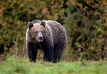 Brown Bear Blitz — Runner Fights Back Alaska welcome sign with snowy mountains in background