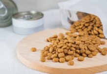 Dog Dinner Recall — Metal Risk Stethoscope with dog treats on veterinary invoice