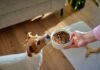 Dog paws beside a bowl of dry kibble on an orange background