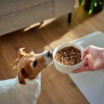 Dog paws beside a bowl of dry kibble on an orange background