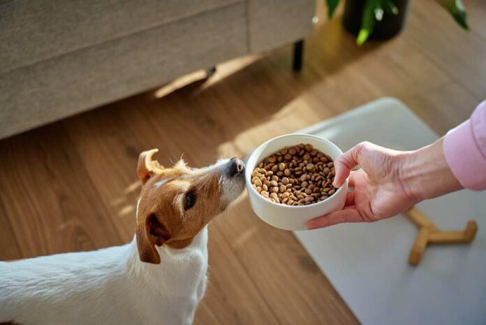 Dog paws beside a bowl of dry kibble on an orange background