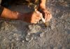 700-Year Mystery Found Uner Soccer Field Person using a brush to uncover a fossil in the ground