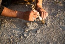 Person using a brush to uncover a fossil in the ground
