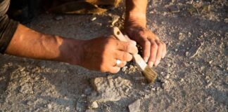 Person using a brush to uncover a fossil in the ground