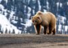 Nightmare: Bears Breach Homes, Tents A grizzly bear walking on a dirt path with a snowy mountain backdrop