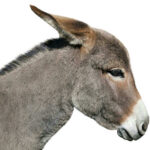 VIDEO: Baby Donkey Killed — Police Hide Body Cam? Side profile of a donkey, isolated background.