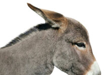 Side profile of a donkey, isolated background.