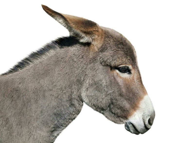 Side profile of a donkey, isolated background.