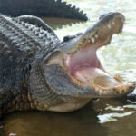 Alligator