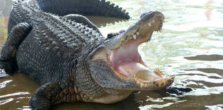 Alligator